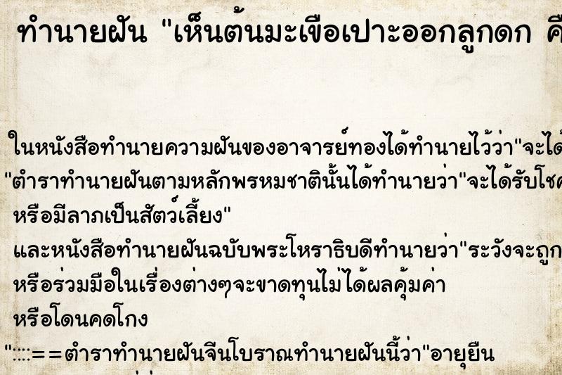 ทำนายฝัน เห็นต้นมะเขือเปาะออกลูกดก คื ทำนายฝัน เห็นต้นมะเขือเปาะออกลูกดก คื
